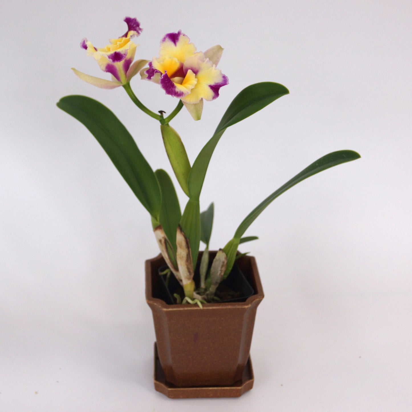 Rlc. Long Life 'Rainbow Yuki' x Pot. Dick Smith 'Paradise'