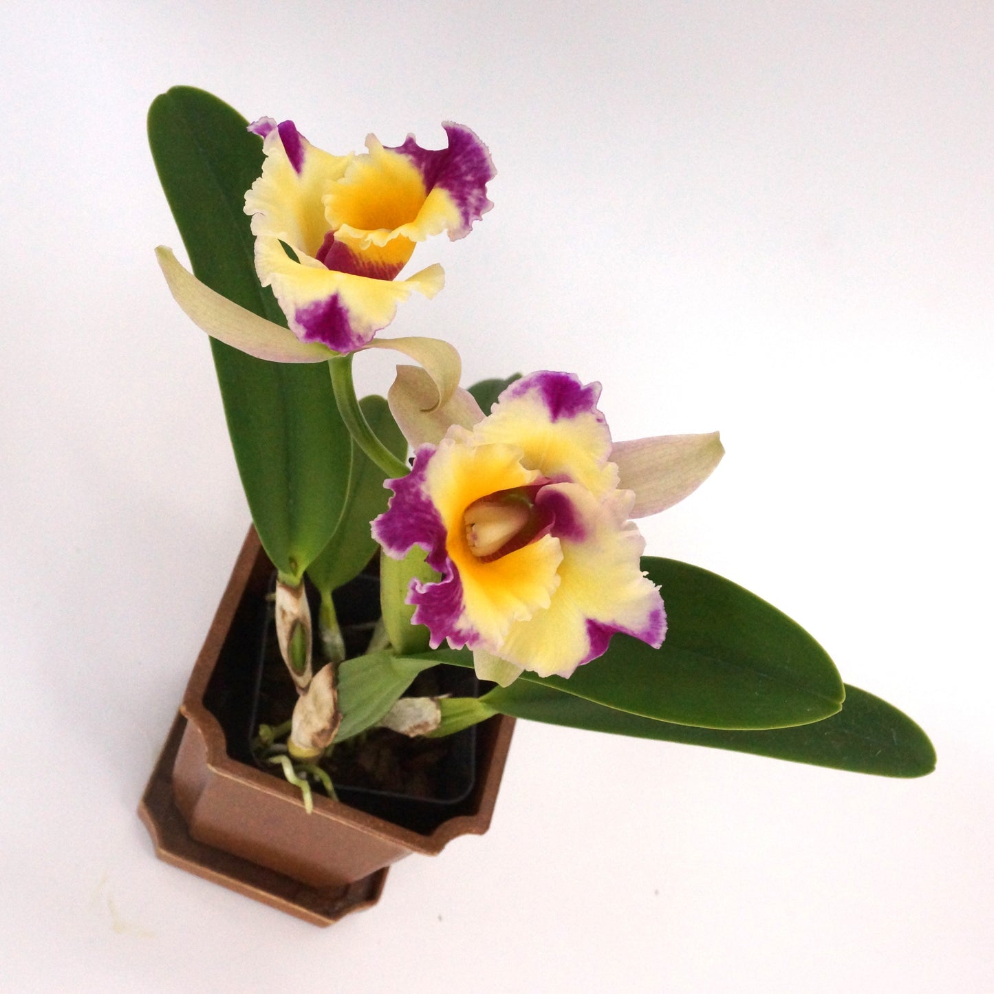 Rlc. Long Life 'Rainbow Yuki' x Pot. Dick Smith 'Paradise'