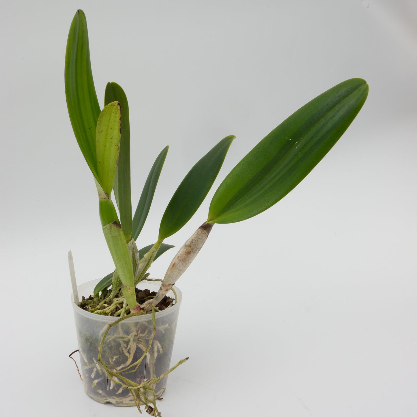 Cattleya potted orchid plant Hawaii