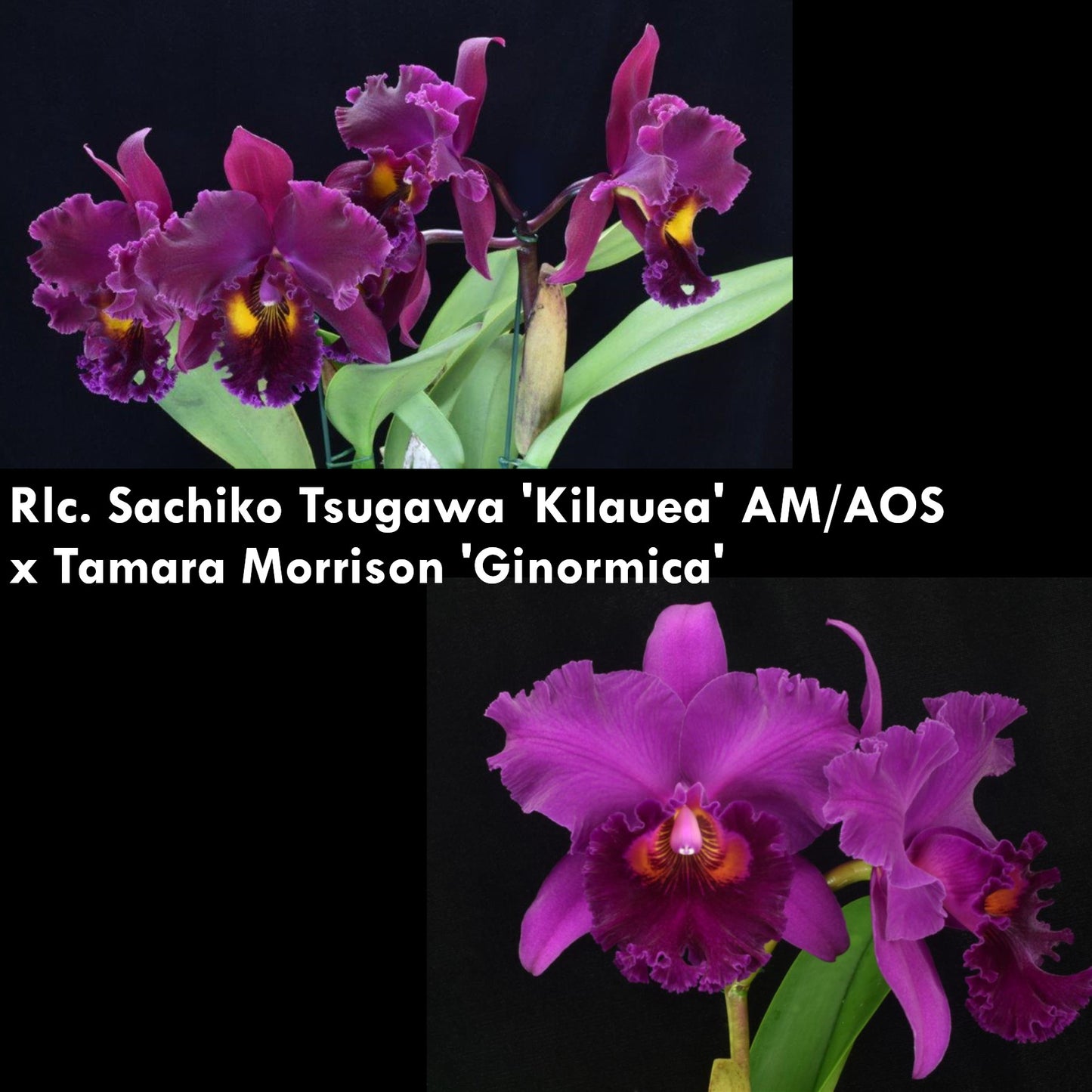 Rlc. Sachiko Tsugawa x Tamara Morrison