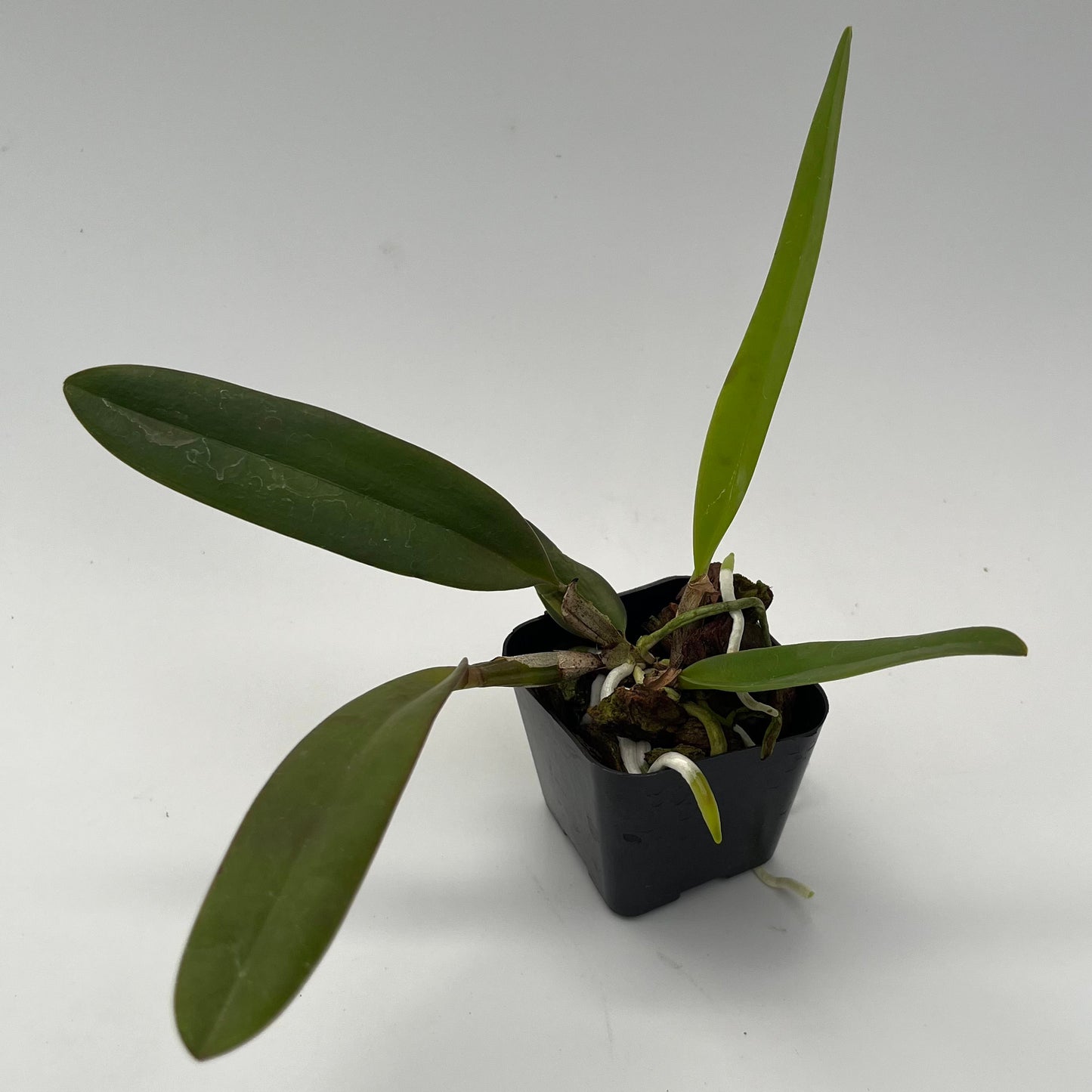 Rlc. Secret Affair x Ellen Degeneres