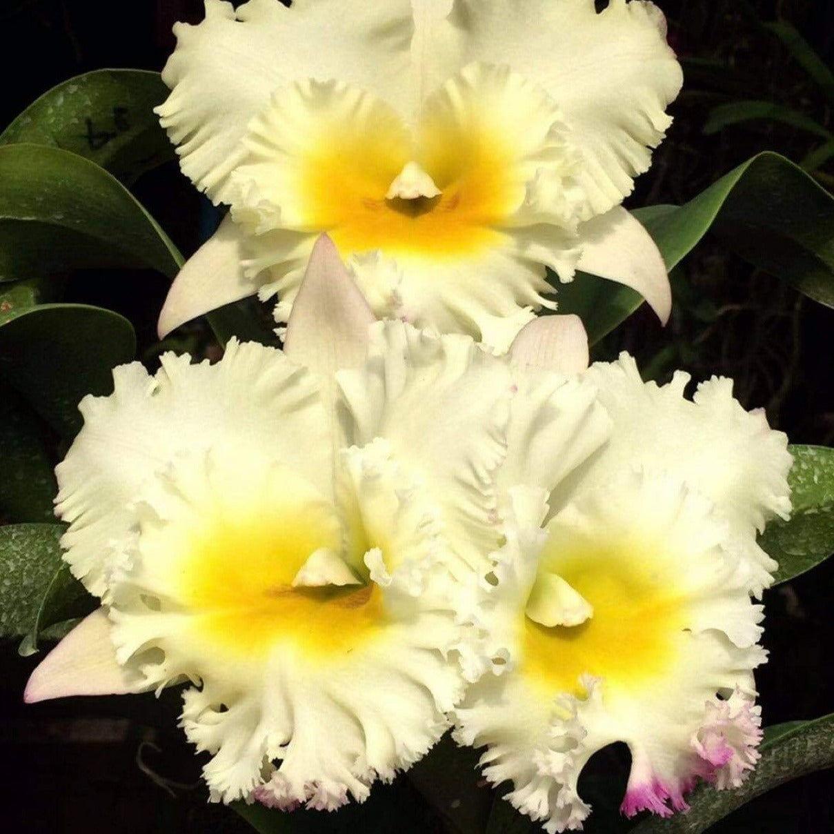 White and yellow Cattleya flower potted orchid plant Hawaii