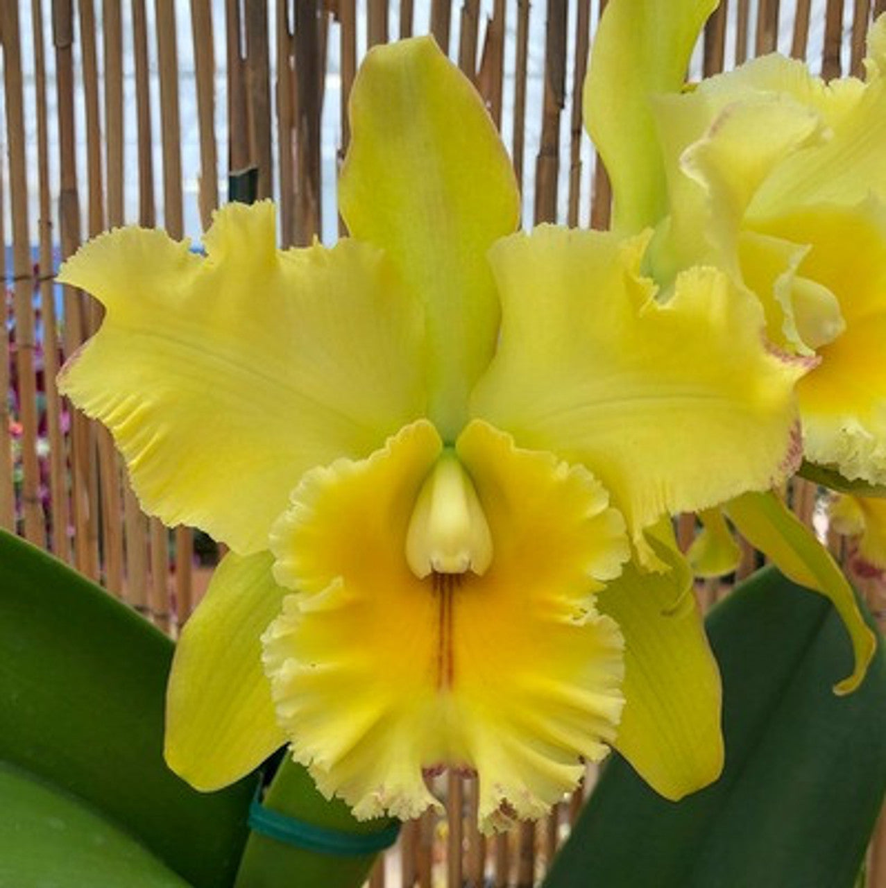 Rhyncholaeliocattleya (Rlc.) Volcano Classic 'Volcano Queen'