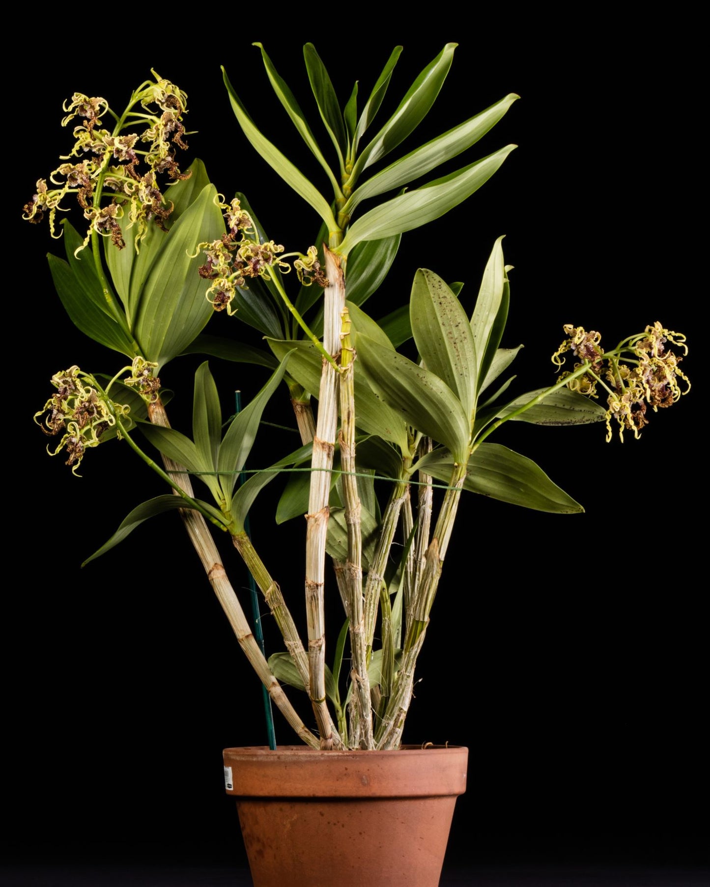 Dendrobium (Den.) spectabile