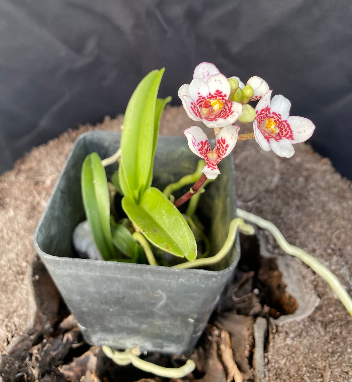 Sarcochilus Ella Pat x ‘Sweetheart Speckles’ (blooming size)