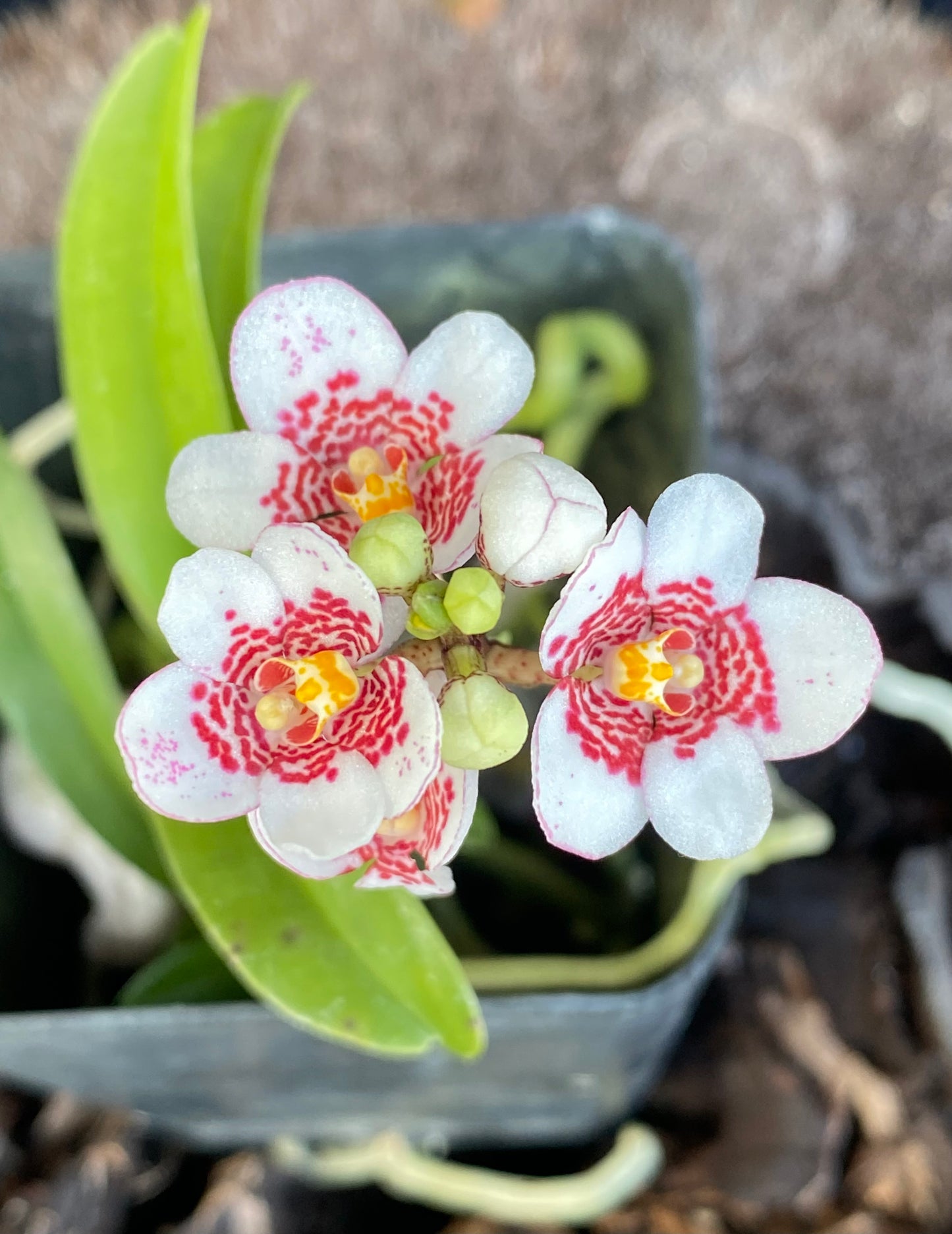 Sarcochilus Ella Pat x ‘Sweetheart Speckles’ (blooming size)