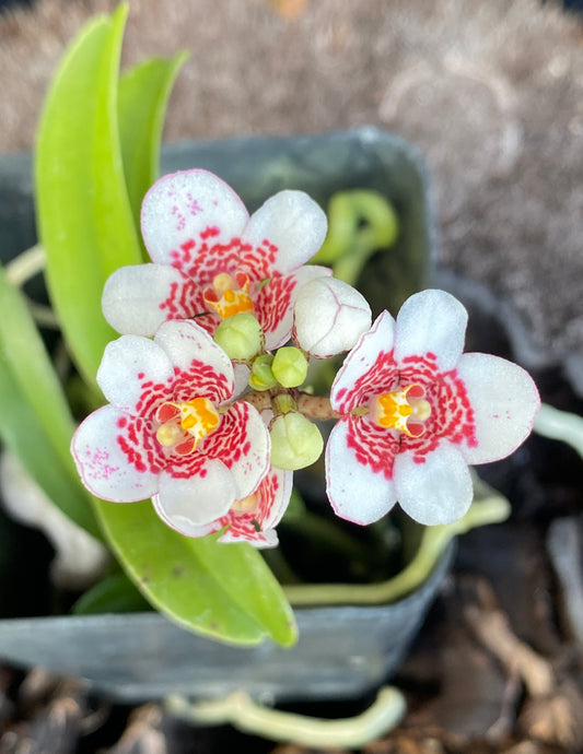 Sarcochilus Ella Pat x ‘Sweetheart Speckles’ (blooming size)