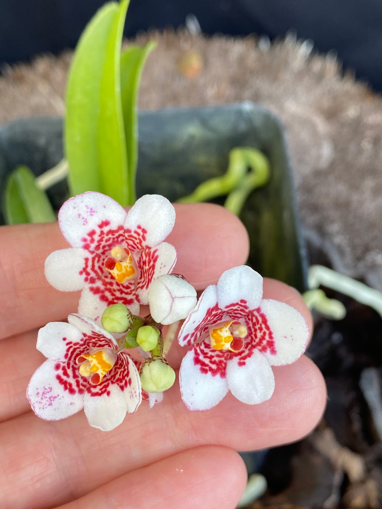 Sarcochilus Ella Pat x ‘Sweetheart Speckles’ (blooming size)