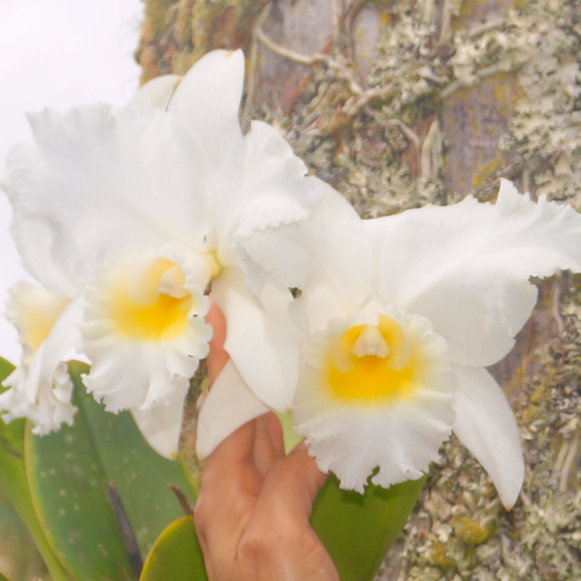 Rlc. Siam White