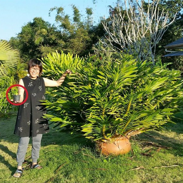 Grammatophylum speciosum