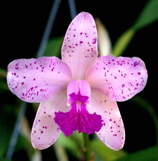 Cattleya amethystoglossa