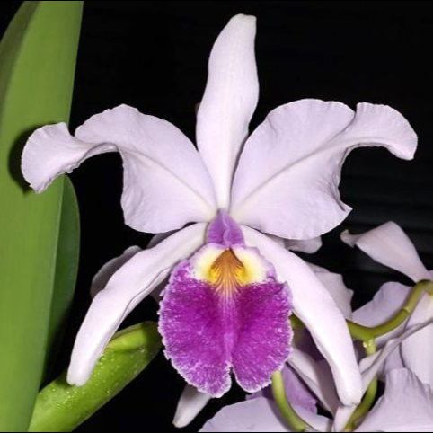 Cattleya warscewiczii var. coerulea