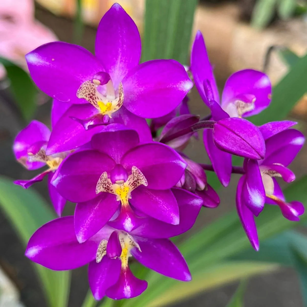 *New* Purple Ground Orchid