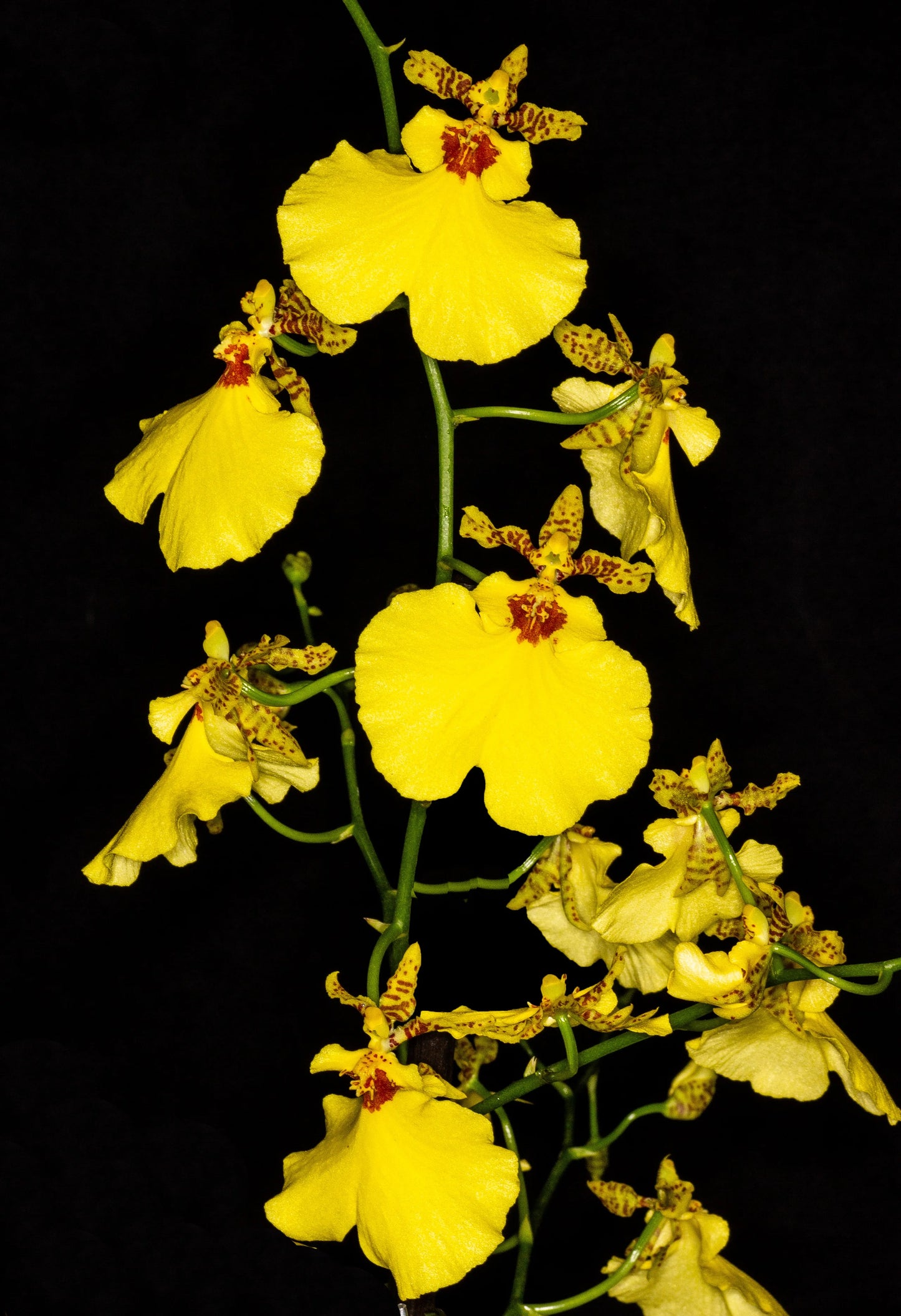 Onc. Saint Dawn Gold 'SD' in bud with yellow Eco Pot