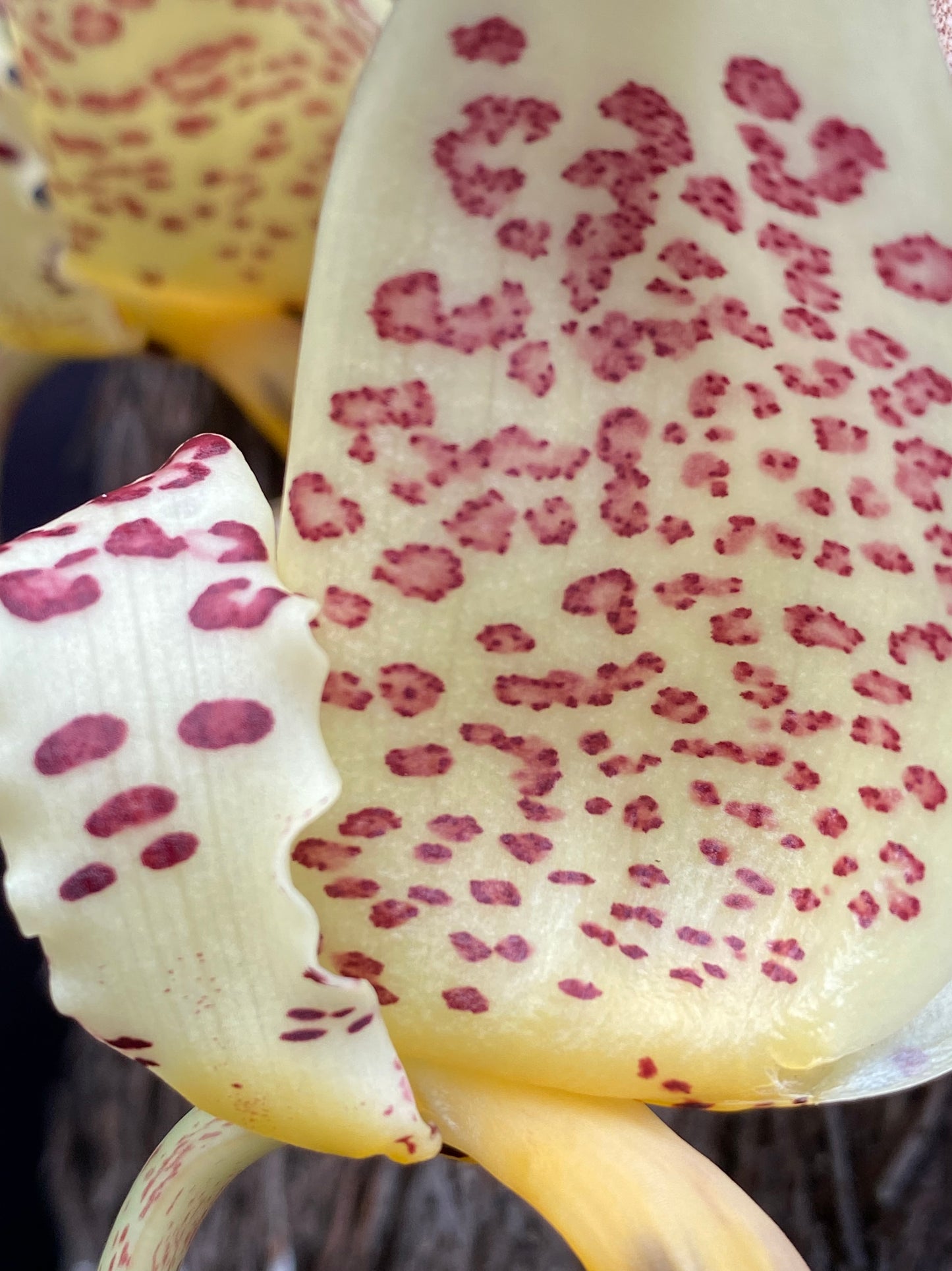 Stanhopea oculata