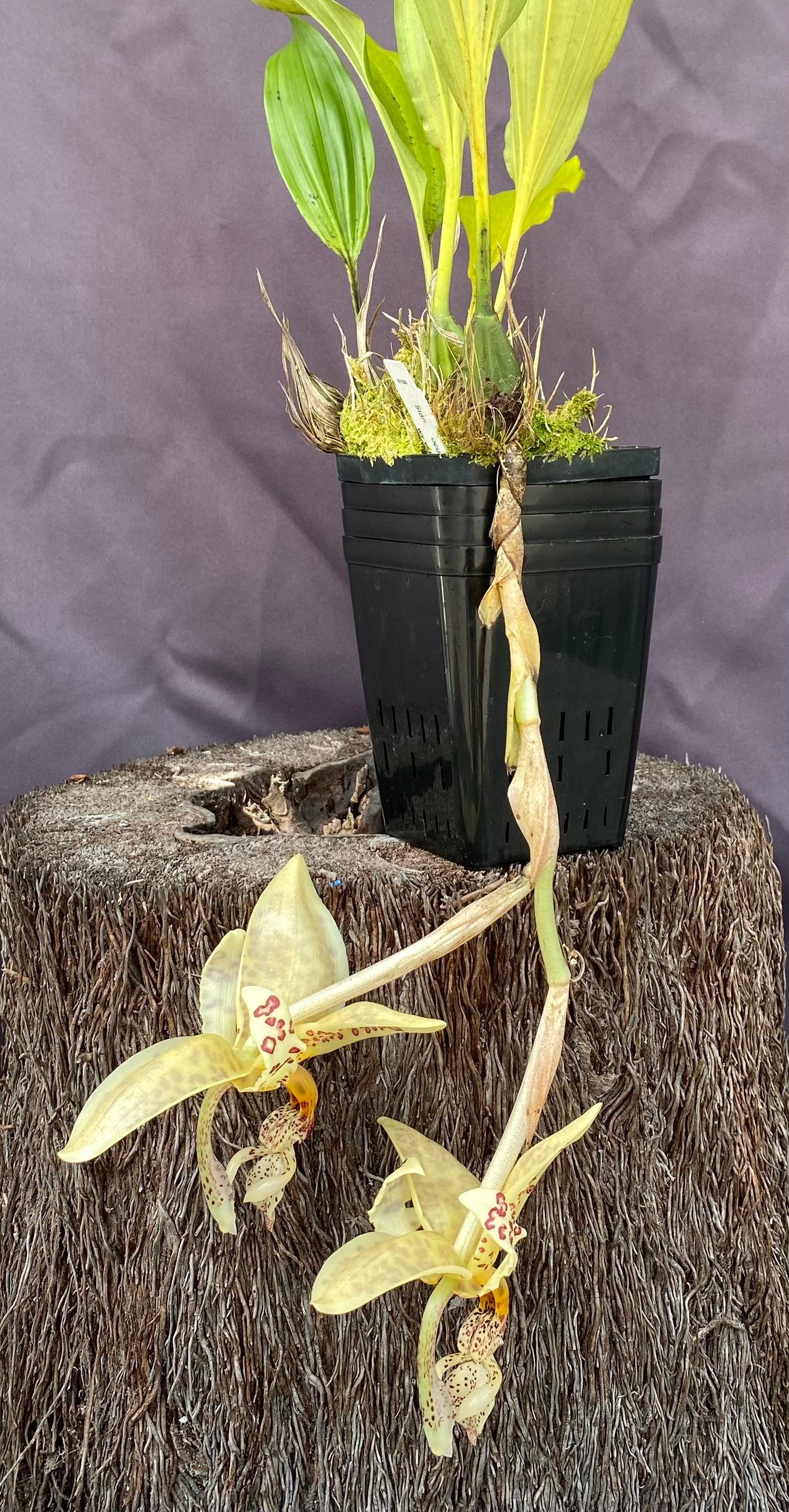 Stanhopea oculata