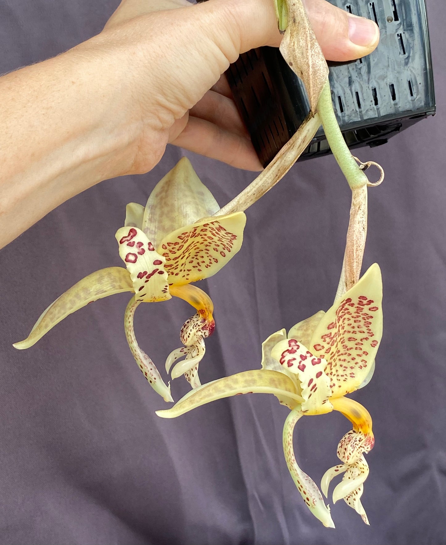 Stanhopea oculata