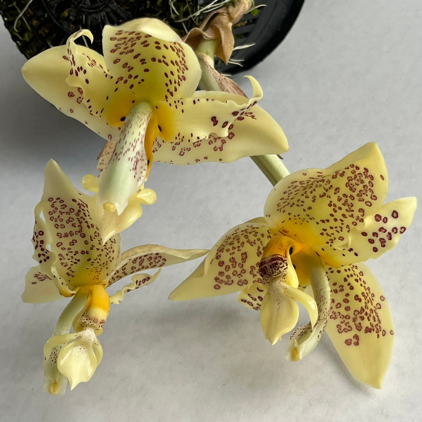 White Stanhopea flower potted orchid plant Hawaii