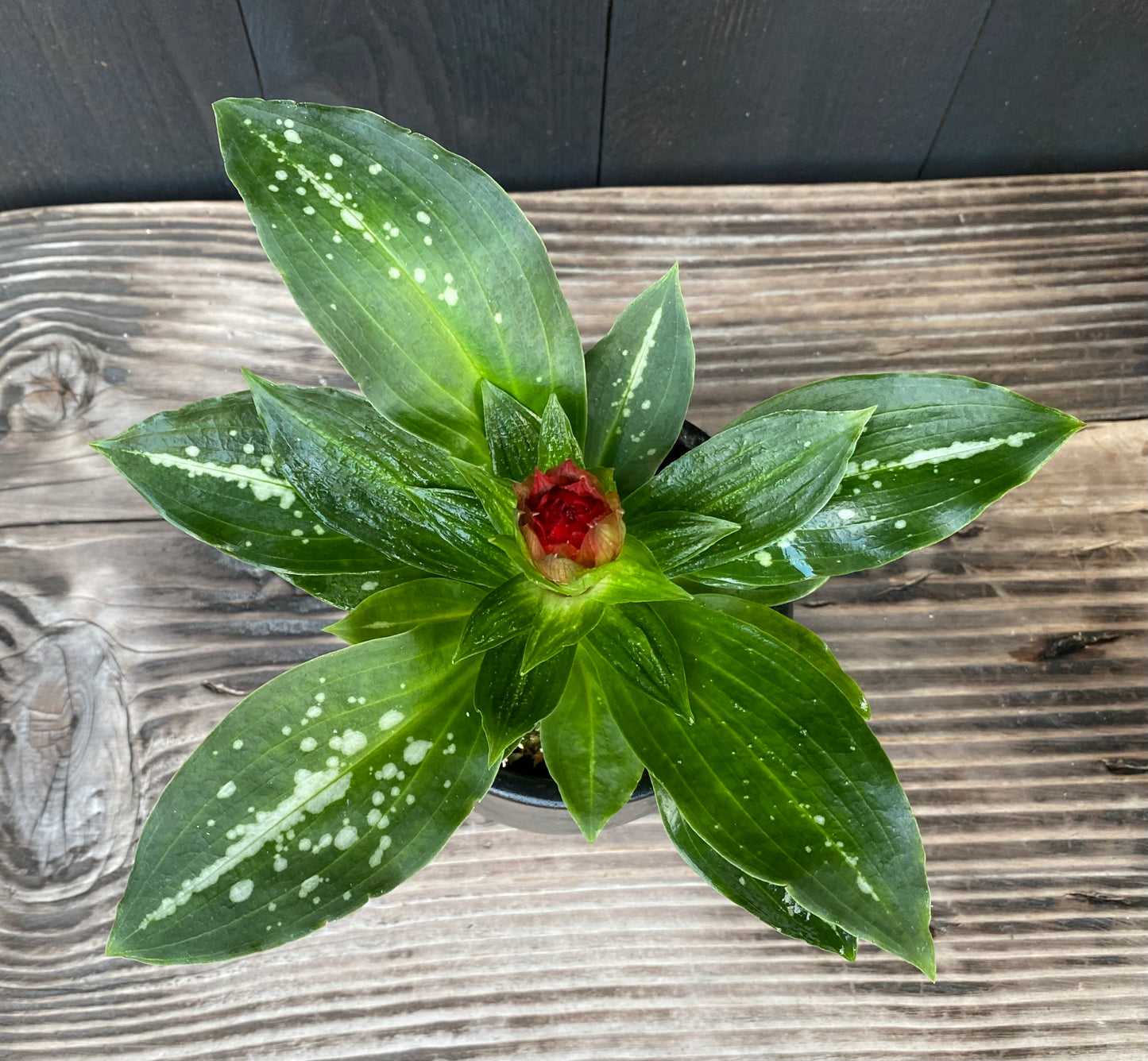 🔥 The Torch Orchid: Stenorrhynchos speciosum