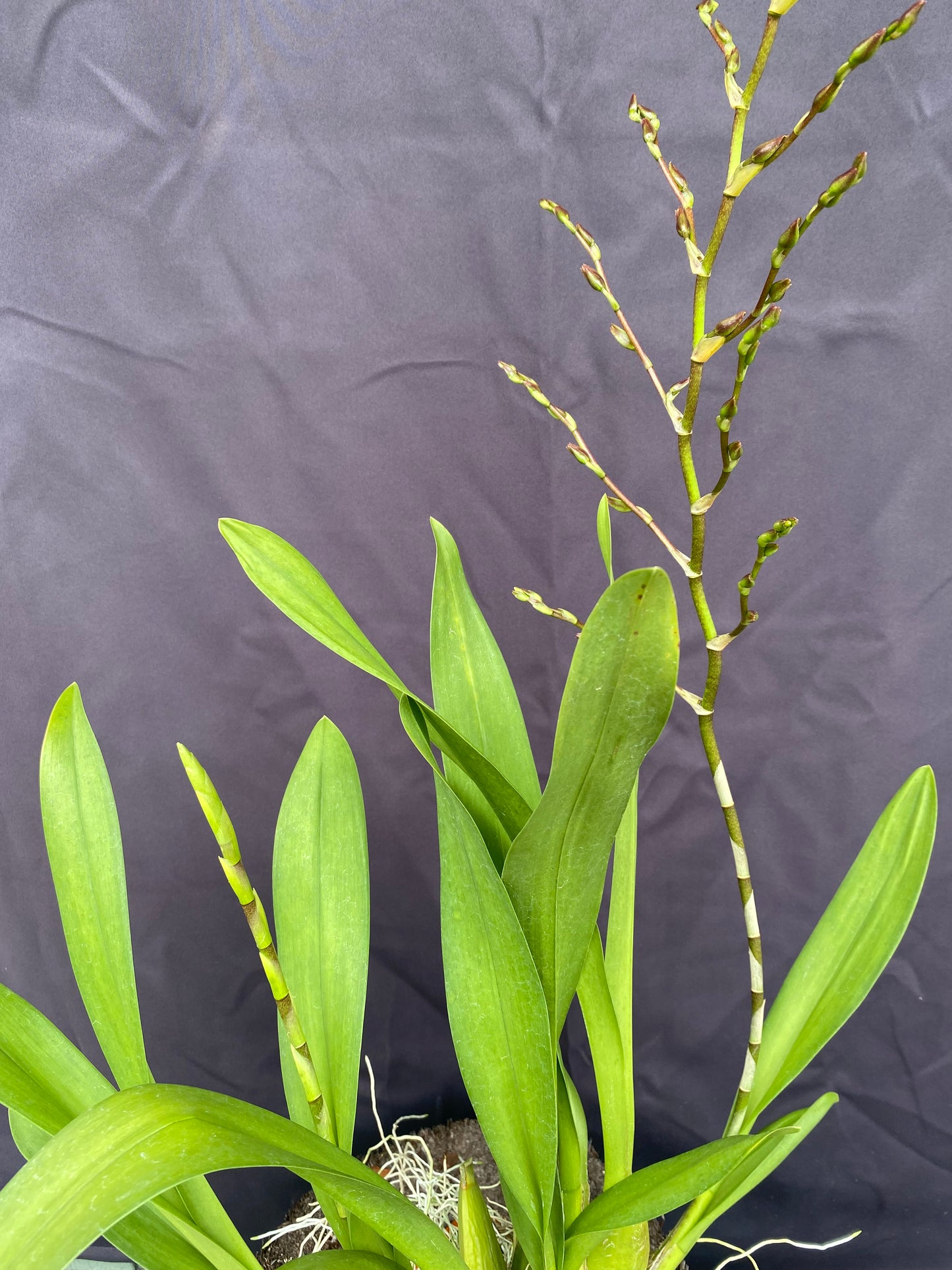 Odcdm. Catatante 'Sunny Kalapana'