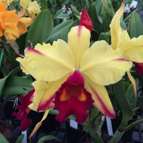 Blc. Toshie Aoki 'Pizazz'