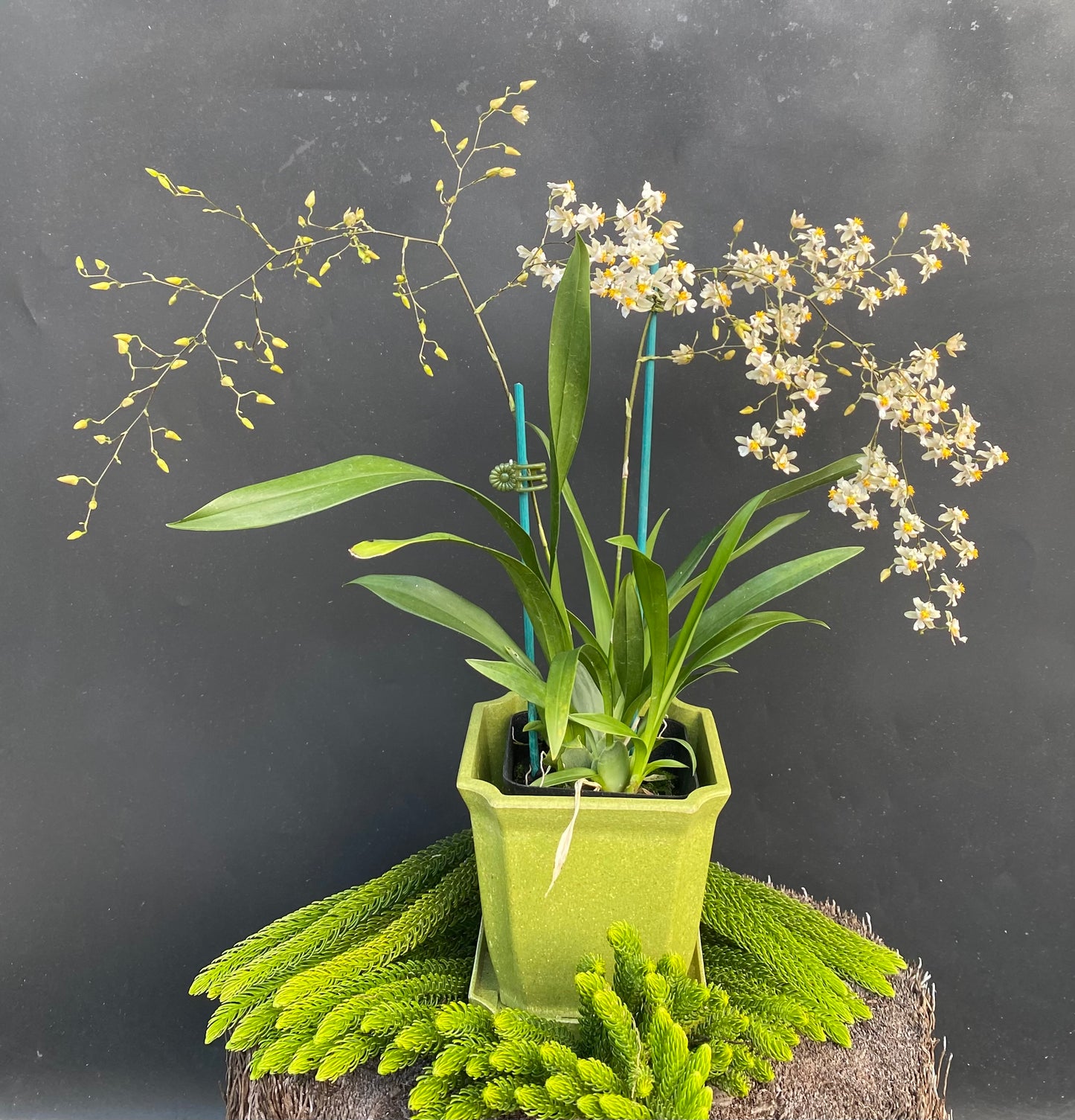 Onc. Tsiku Marguerite
