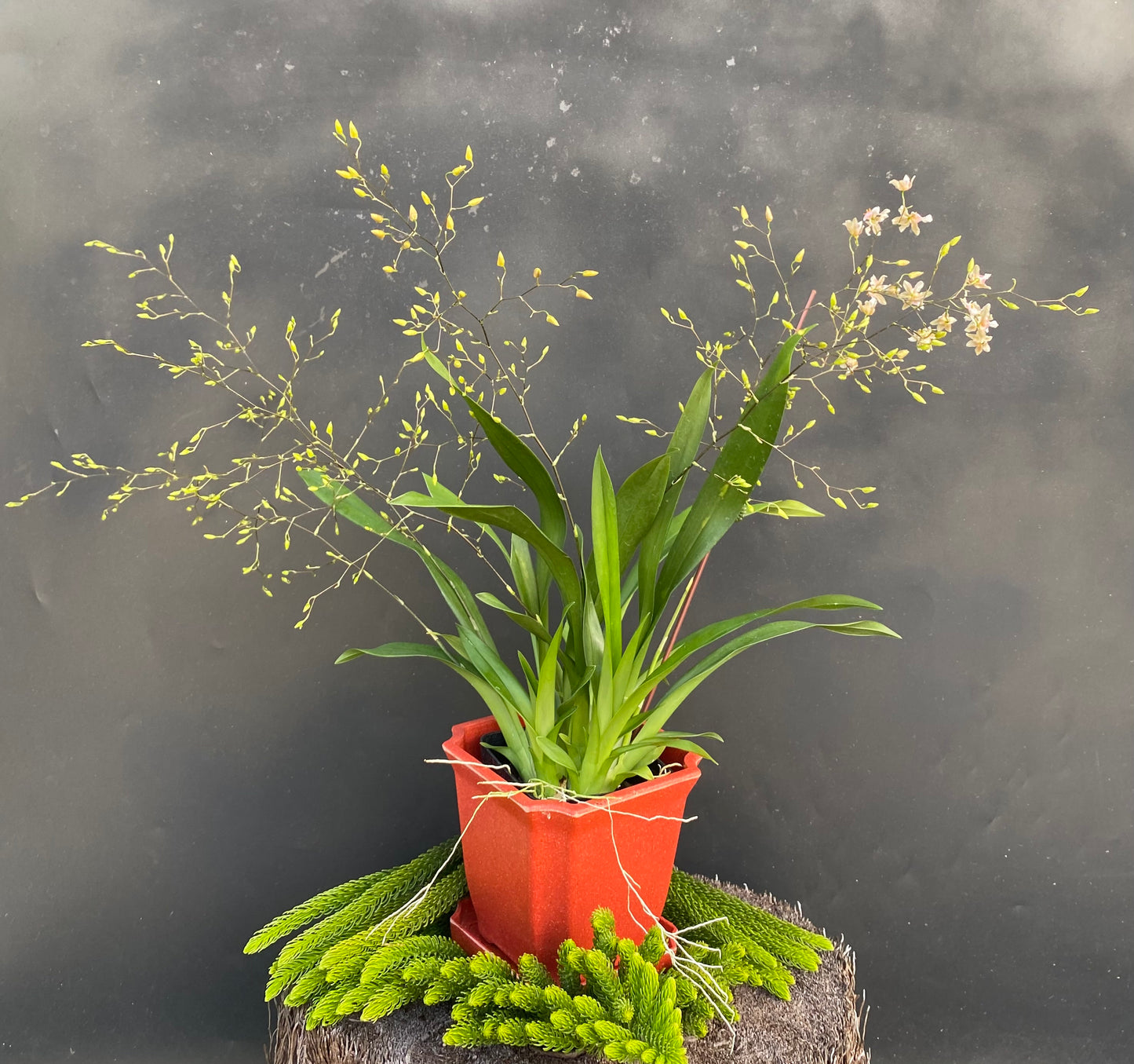 Onc. Tsiku Marguerite