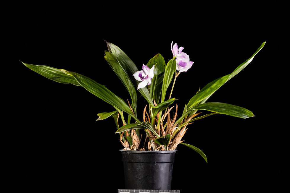 Tst. Melinda Marie 'Blue Moon'
