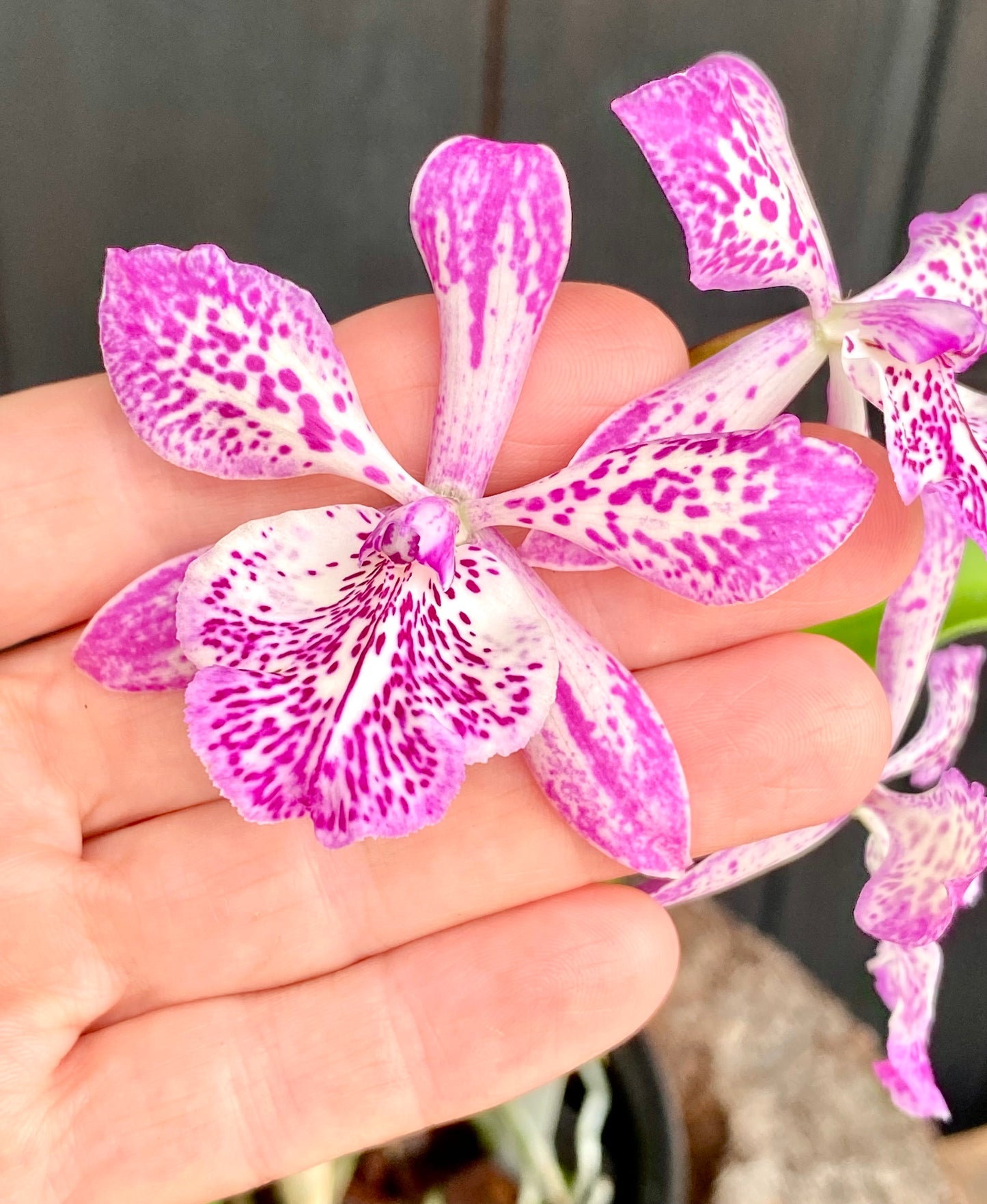 Tuckerara (Tuck.) Hilo Adventure 'Pinkie'