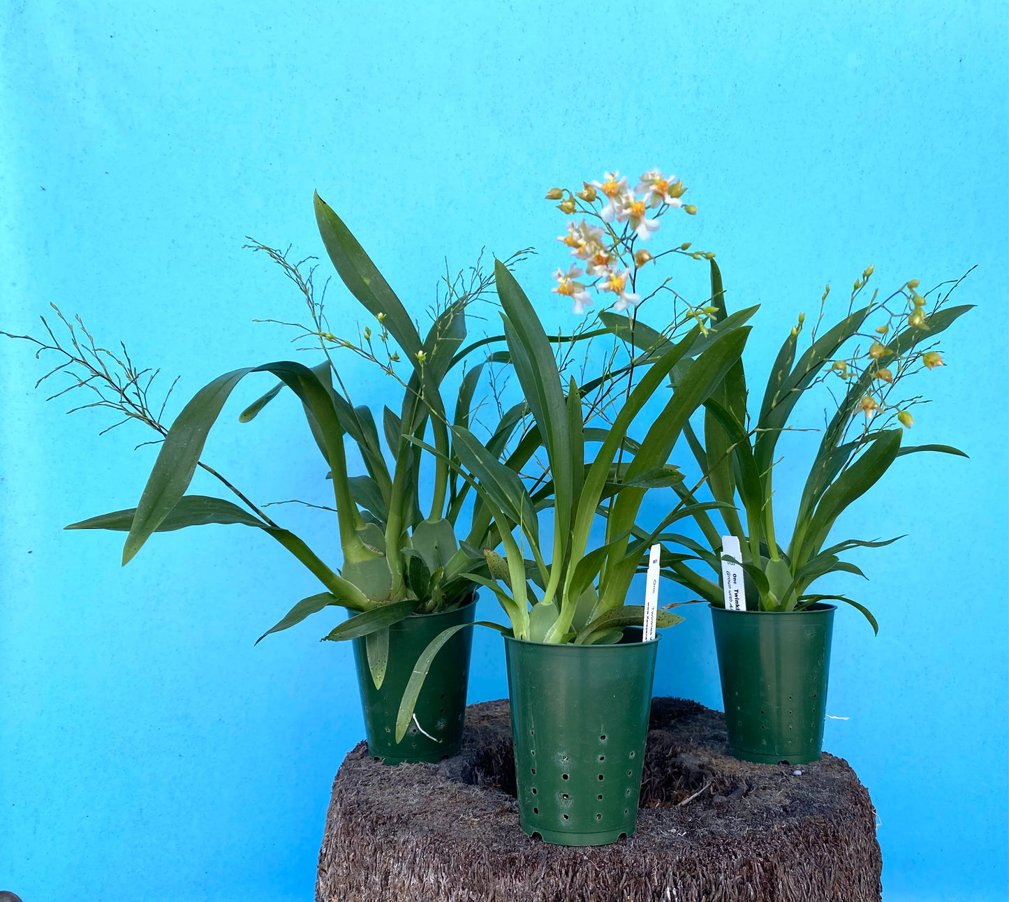 Oncidium Twinkles 'Fragrance Fantasy' White