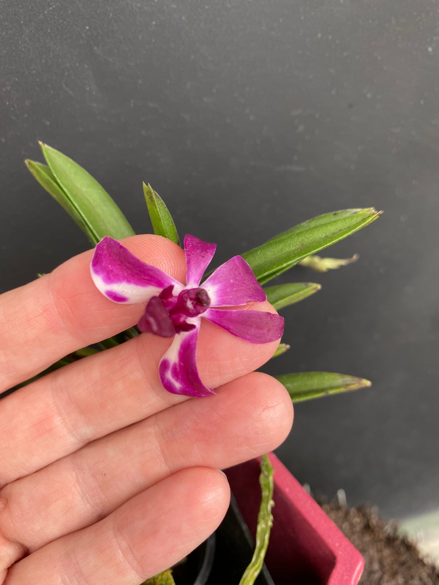 Vandachostylis Pinky-MATURE 2020 PLANT READY TO BLOOM!!