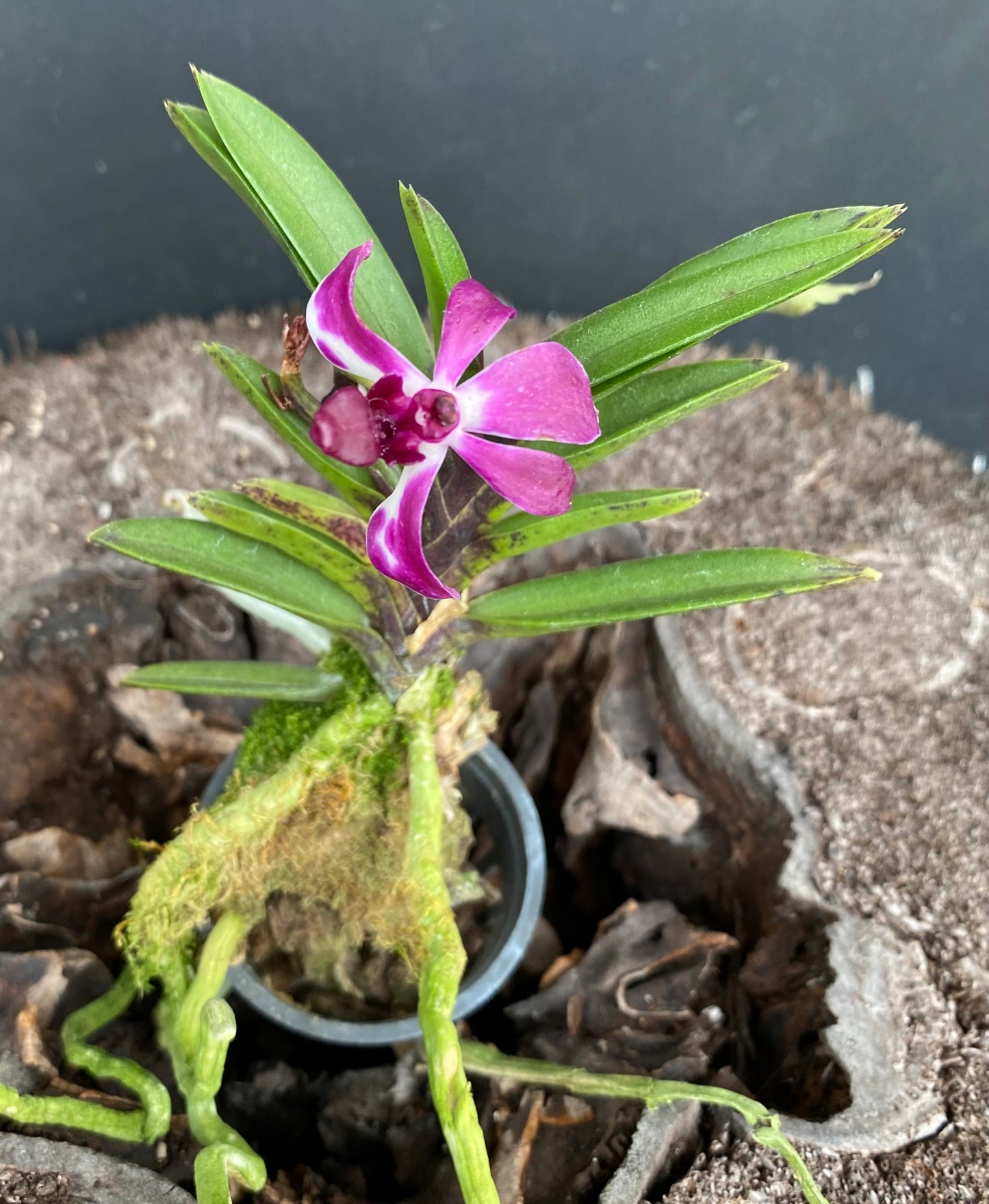 Vandachostylis Pinky