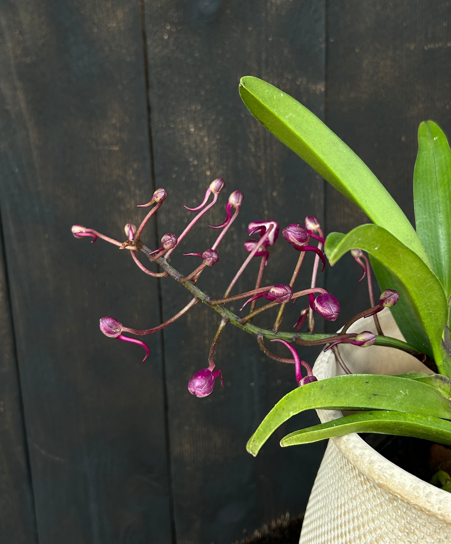 Vandachostylis Pinky