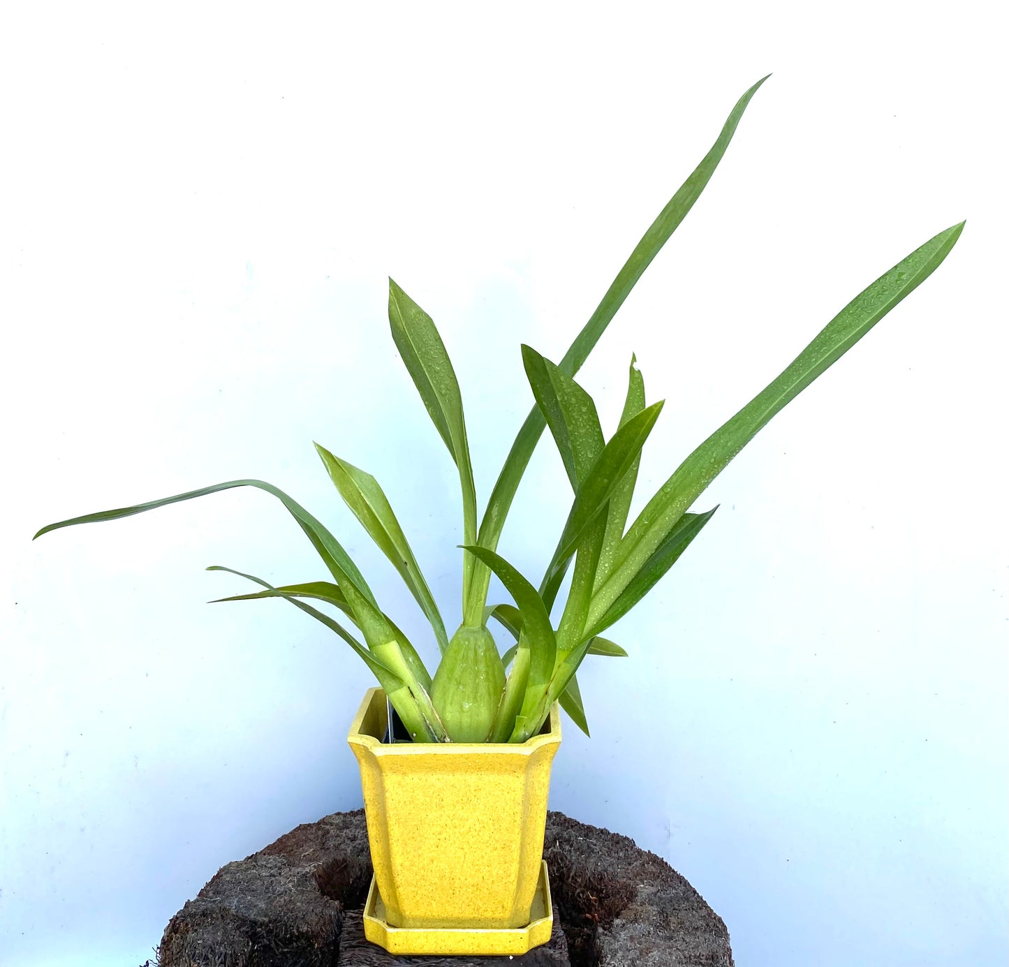 Vuylstekeara Celtic Sun 'Maya'