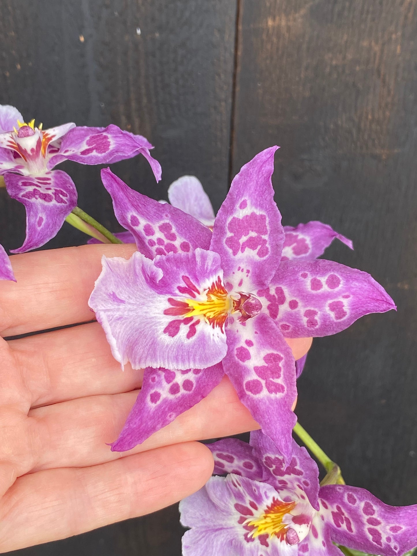 Dgmra. Shibumi 'Purple Rain'