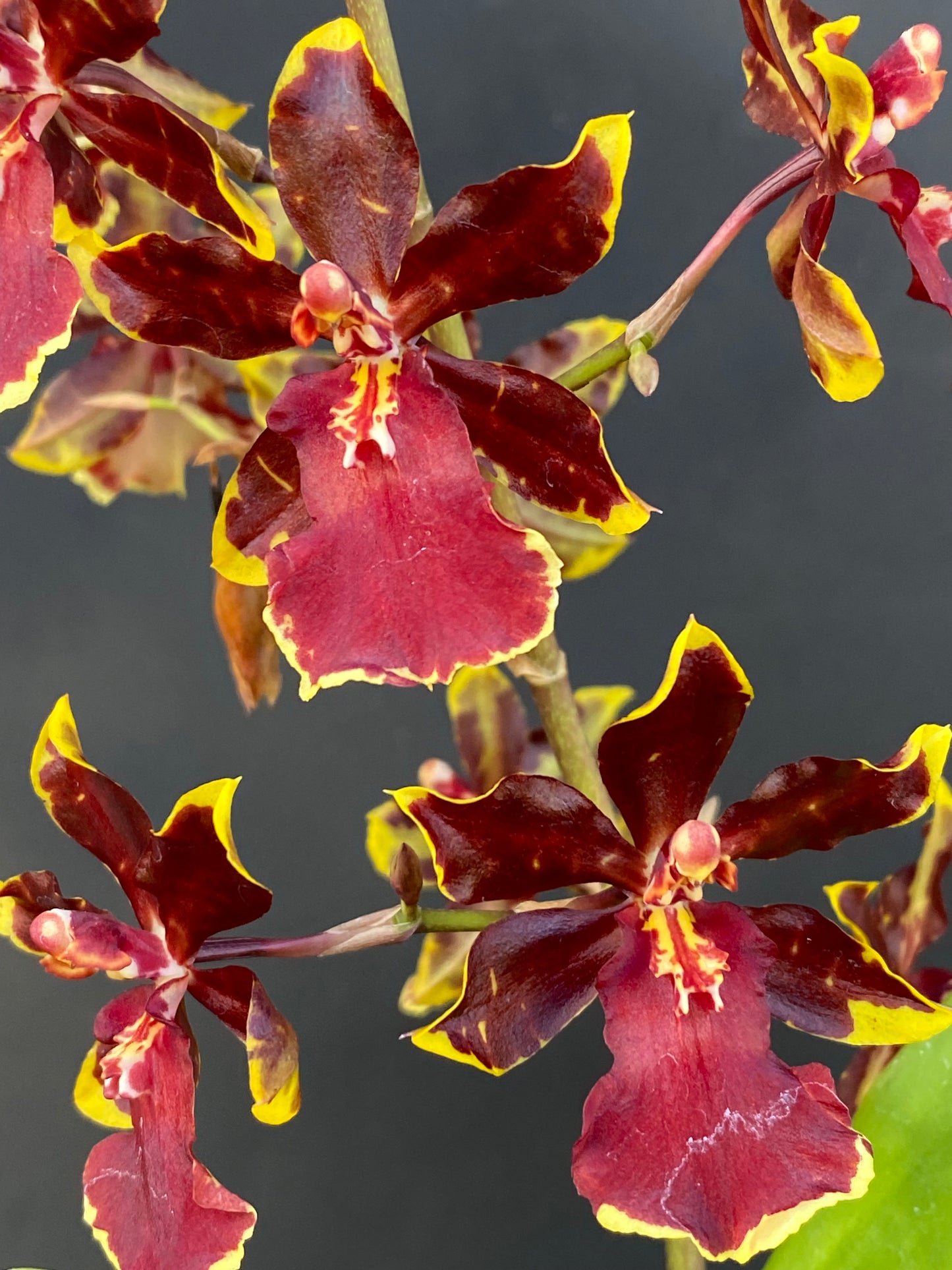 Oncostele Wildcat 'Golden Red Star'