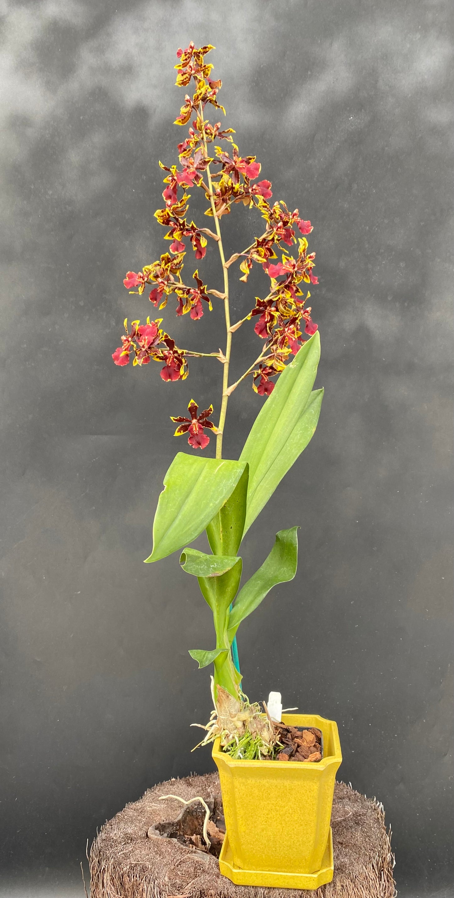 Oncostele Wildcat 'Golden Red Star'