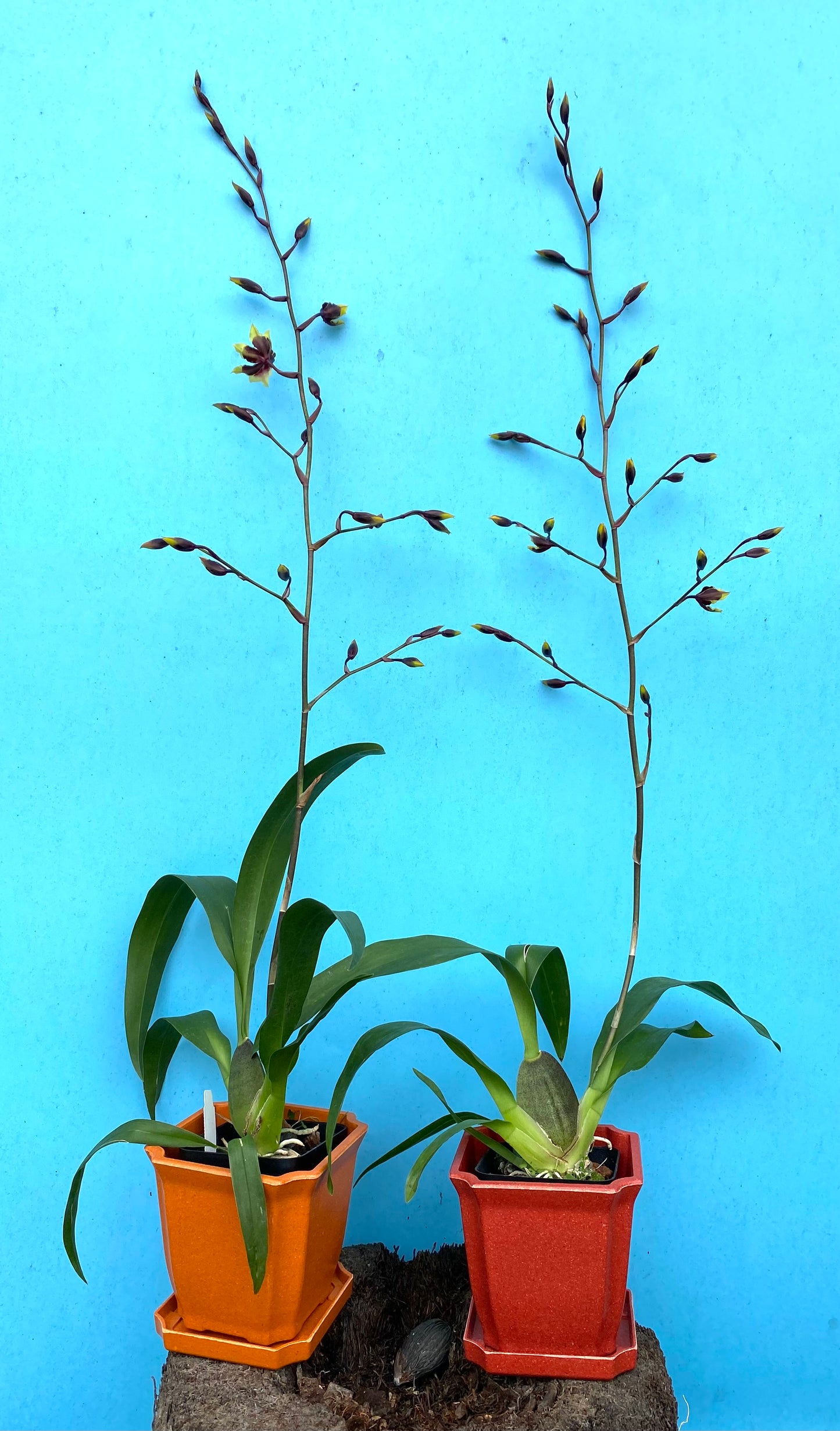Odcdm. Wildcat 'Rainbow'
