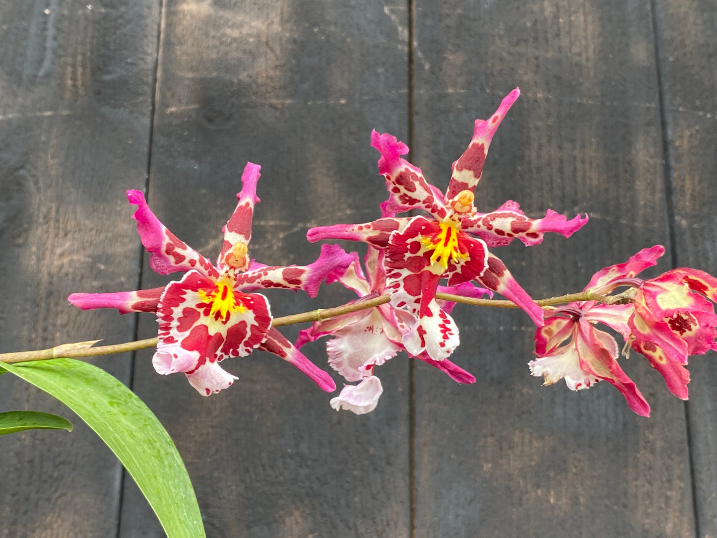 Wils. Eye Candy 'Pinky'