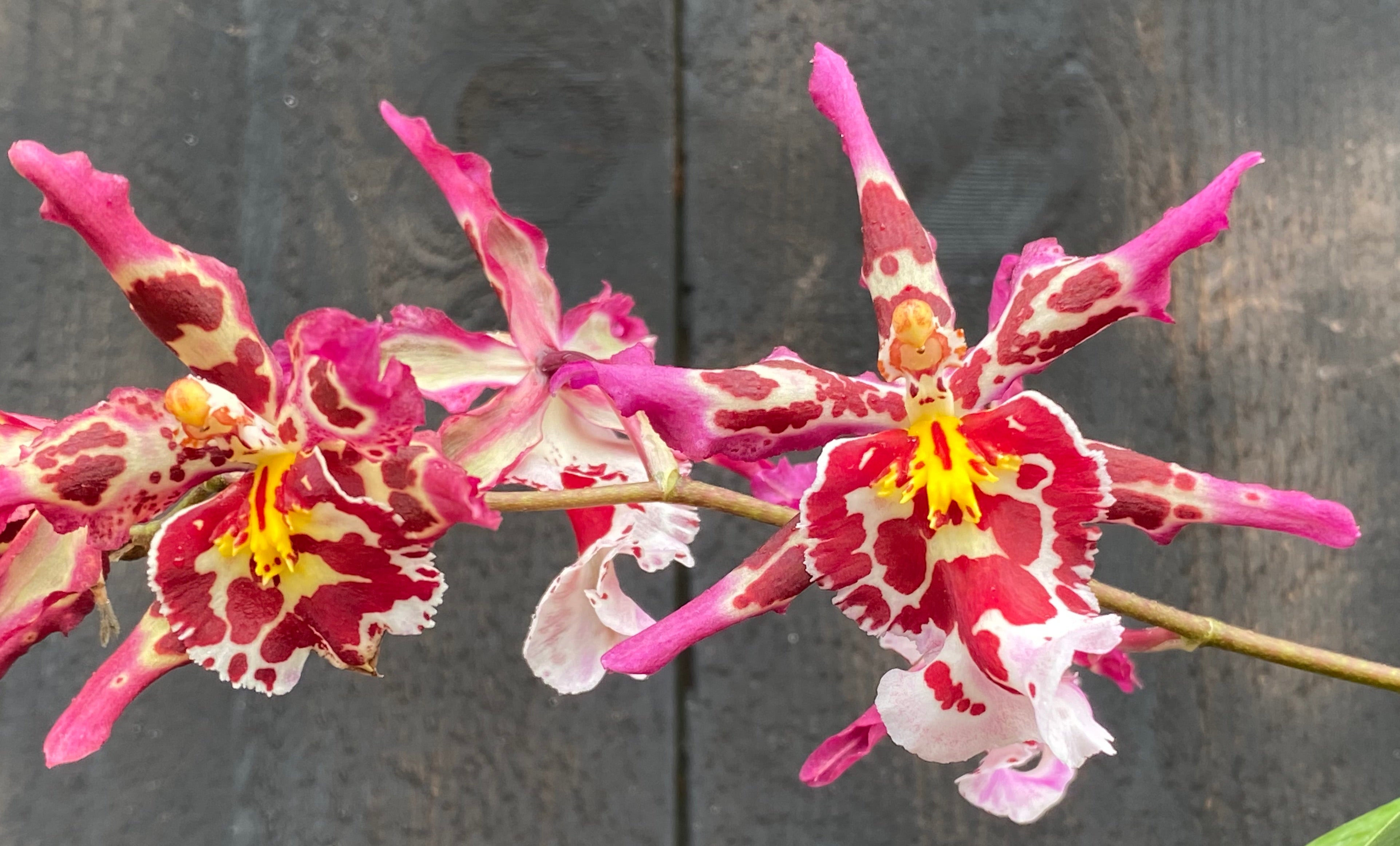Mtdm. Pacific Ripple 'Coqui Poke' – Kalapana Orchid Farm