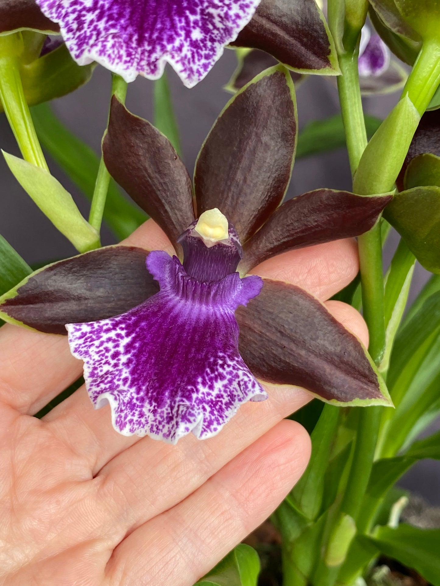 Zygopetalum Debbie De Mello 'Honolulu Baby'