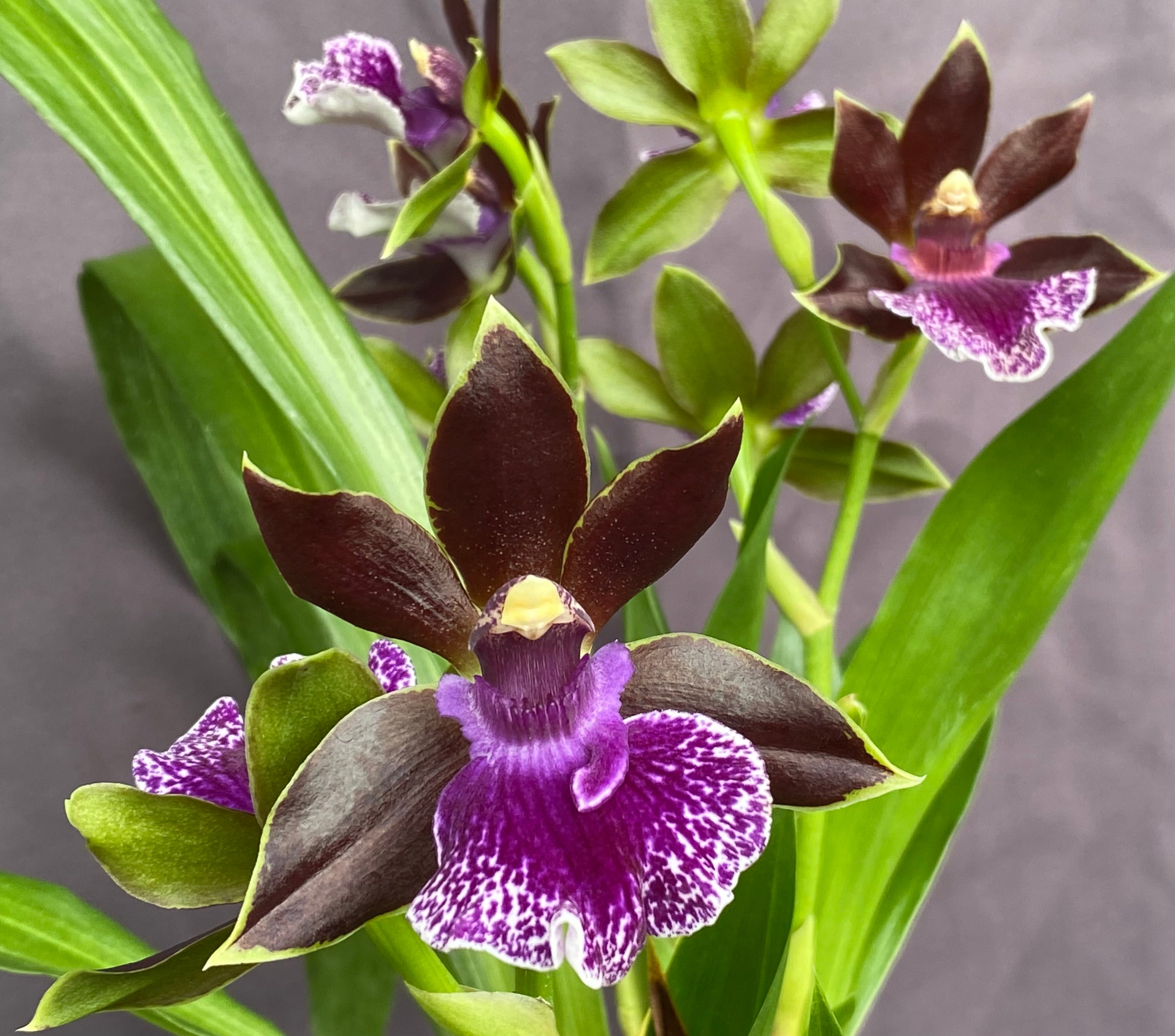 zygopetalum potting mix LAST ONE OF THE SEASON! Zygopetalum Debbie De Mello 'Honolulu Baby' 6"