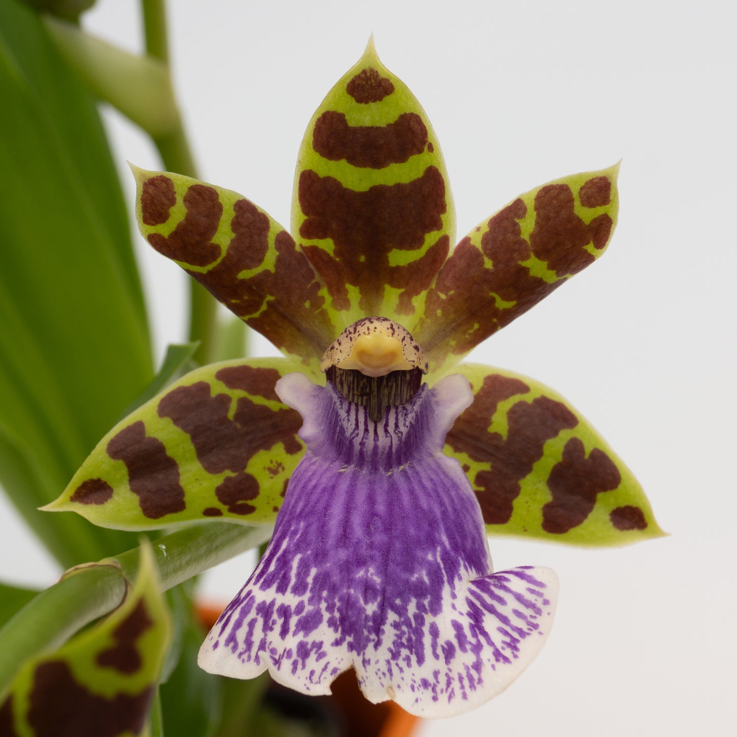 Orchid Gift Card