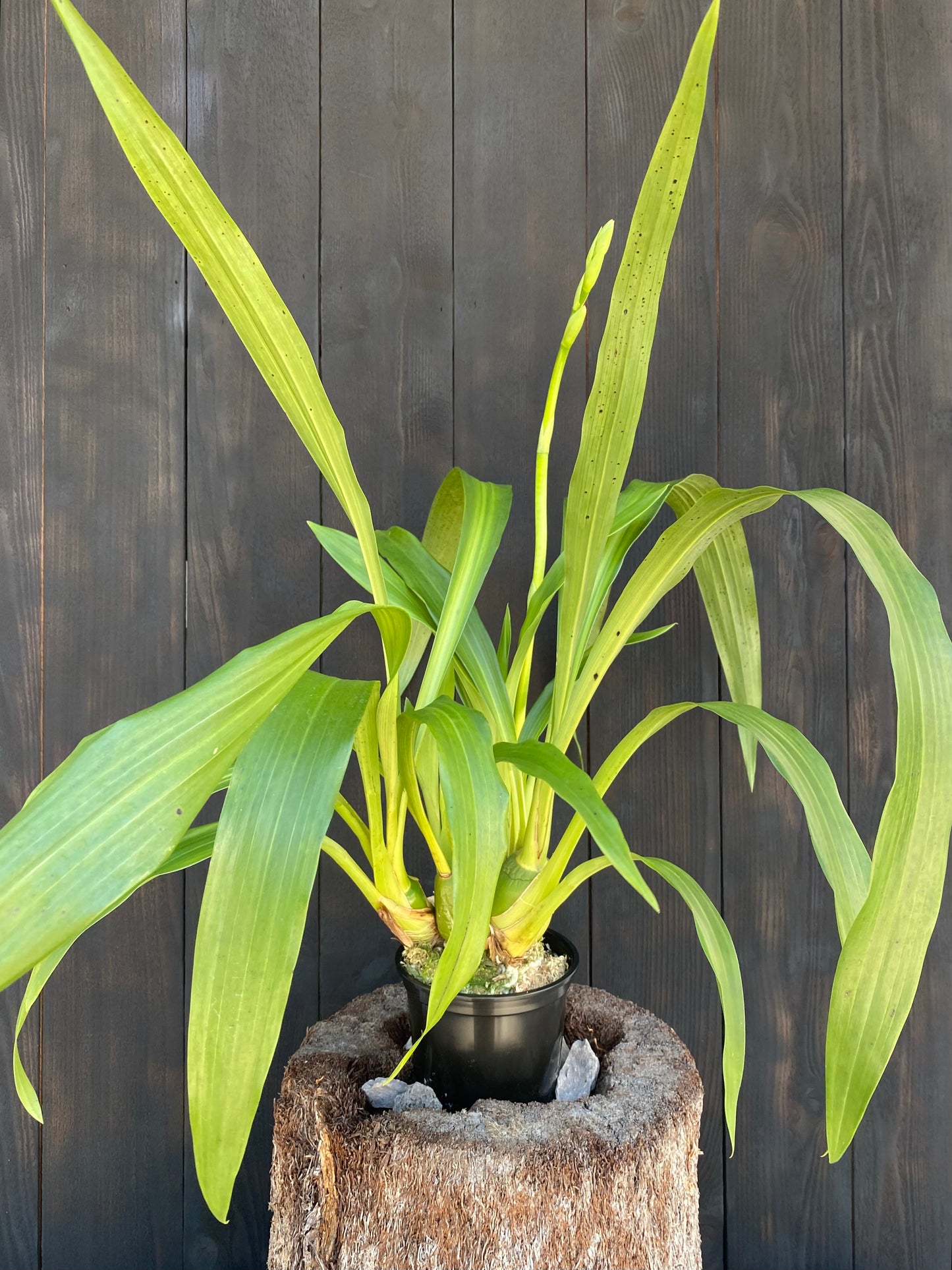 Zygopetalum maculatum (syn. Zygopetalum mackayi)