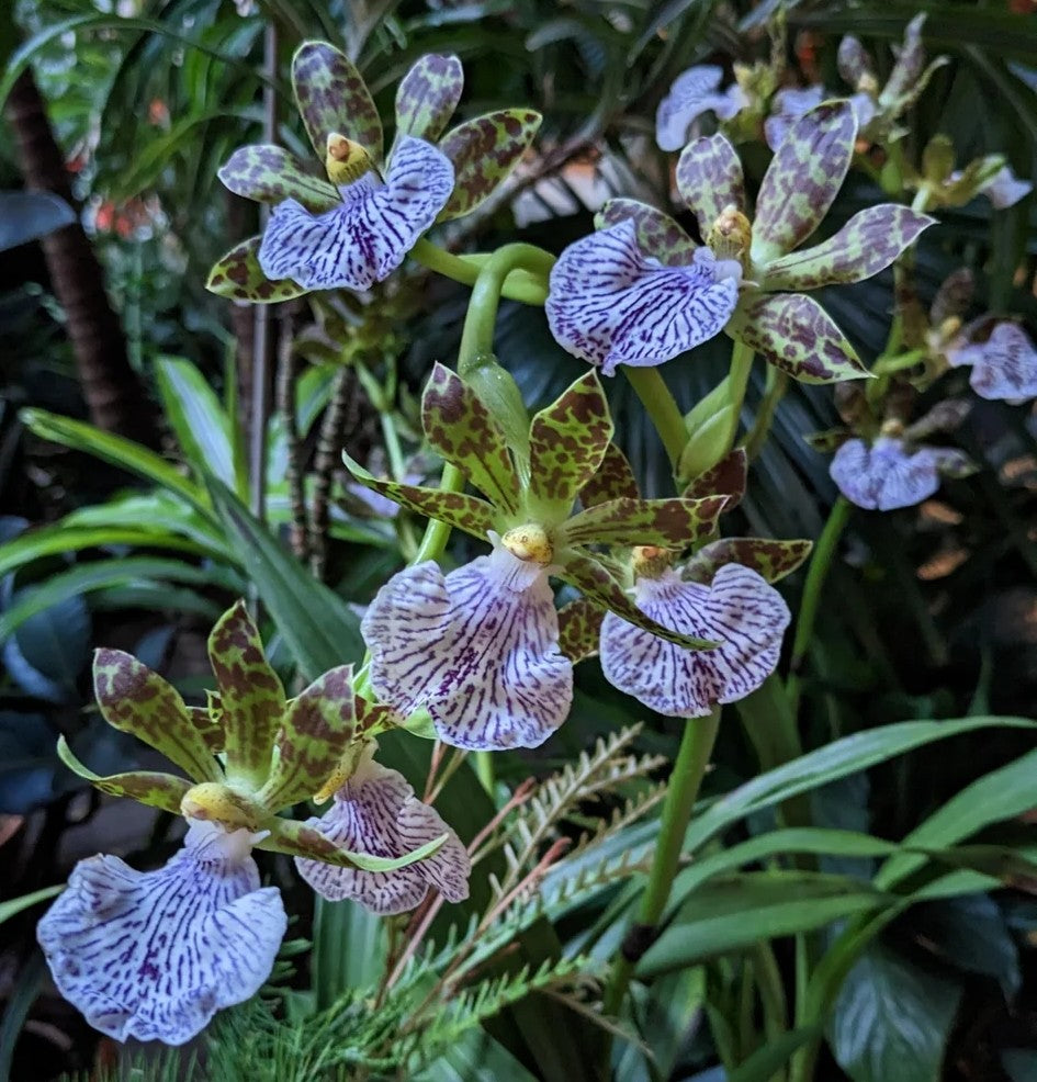zygopetalum potting mix Zygopetalum maculatum (syn. mackayi)