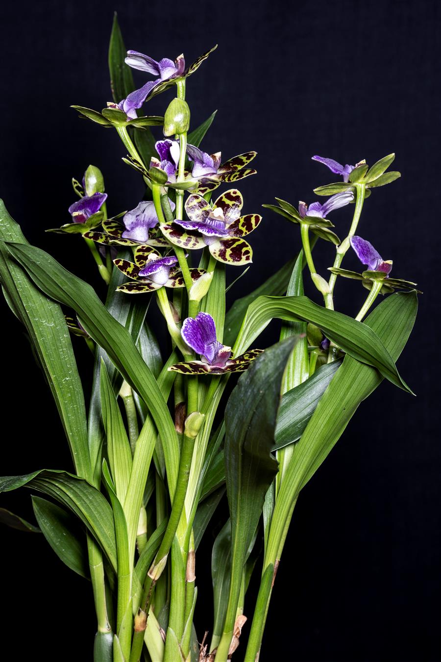 Zygopetalum Advance Australia 'HOF' AM/AOS