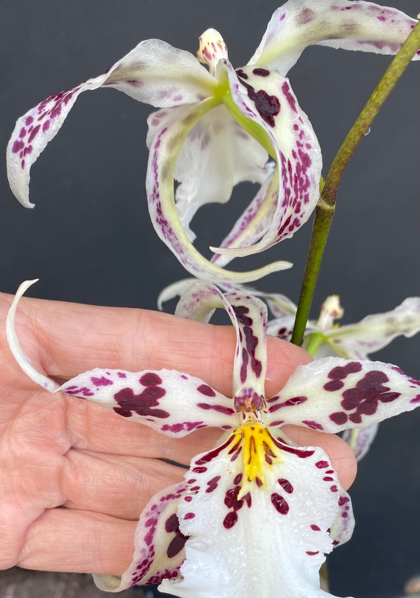 Bllra. Tropic Lily 'Chocolate Drop'