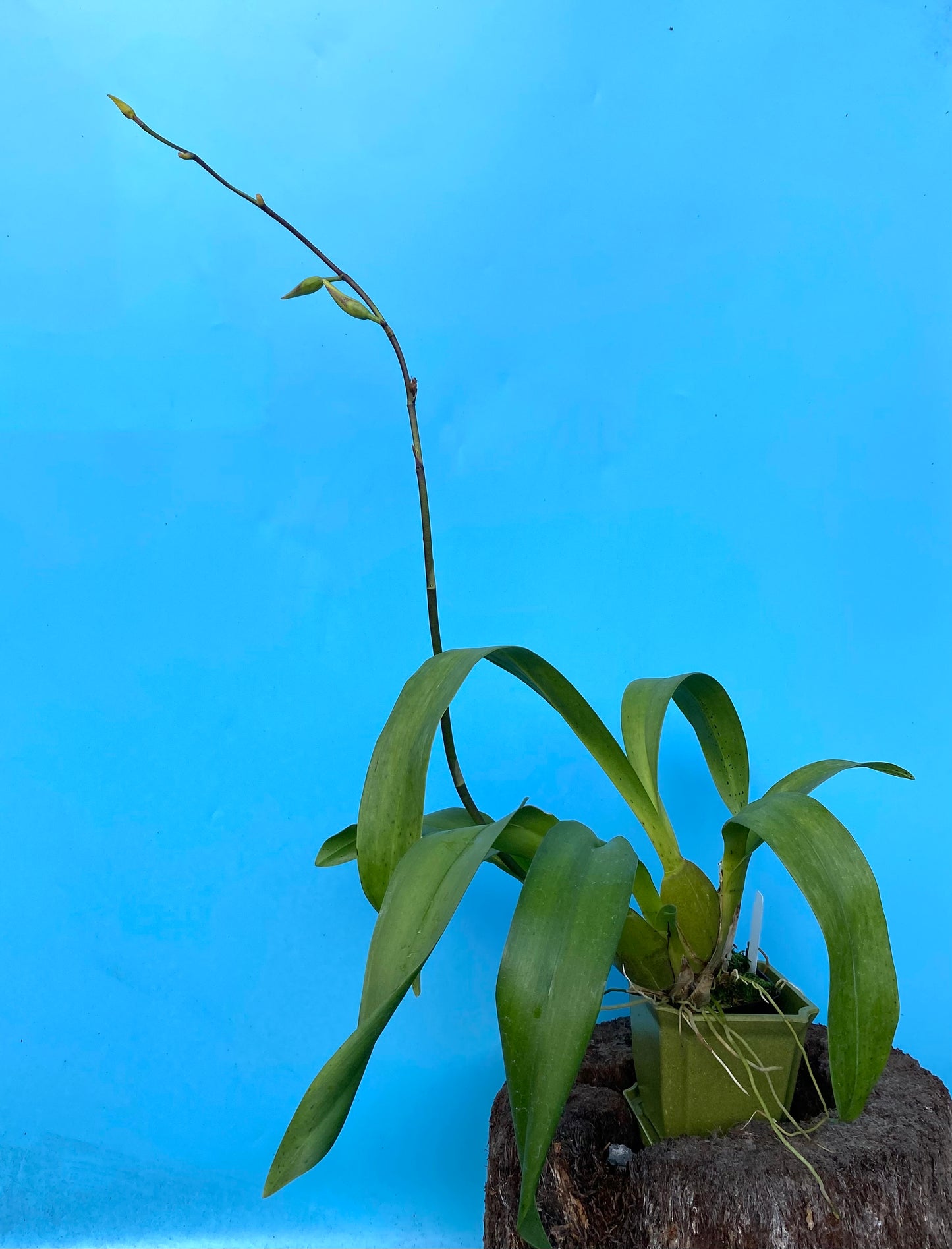 Bllra. Tropic Lily 'Chocolate Drop'
