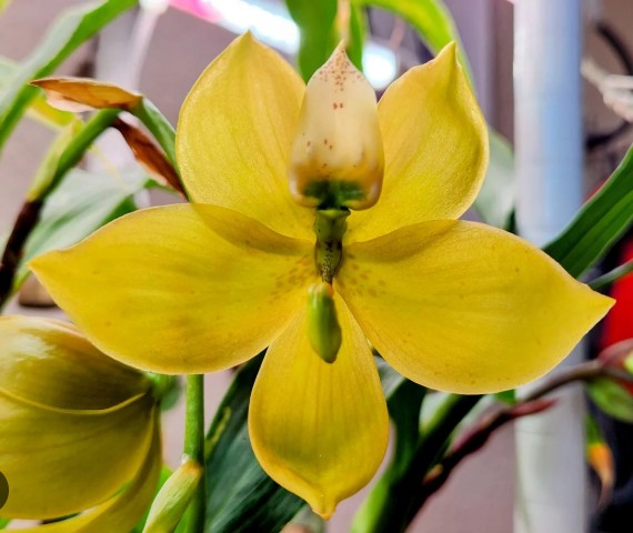 Cyc. Cygnus Atratus x Cyc. Brown's Choice 'Spotted Swan'