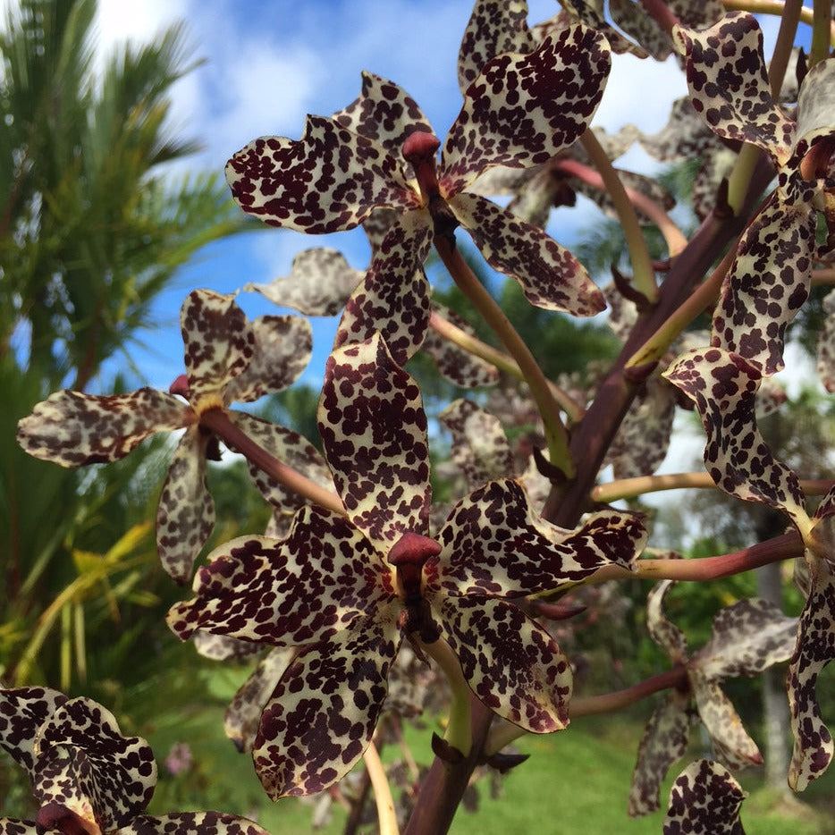 Grammatophylum speciosum
